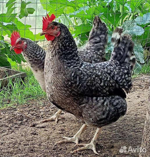 Борковская барвистая семья, молодые петушки
