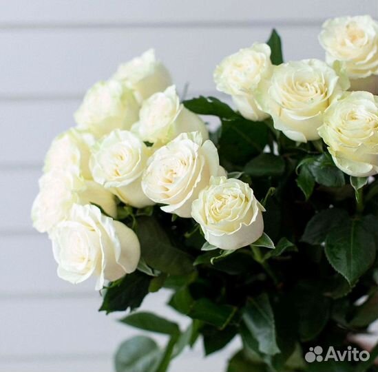 101 роза цветы букеты доставка 25 51 101 роза