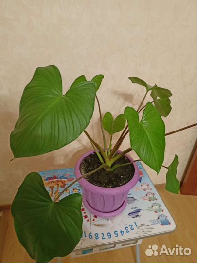 Хамаломена королева сердец шикарный цветок