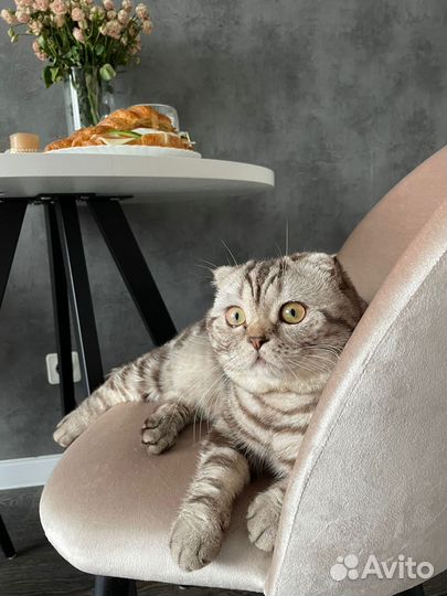 Шотландский кот на вязку