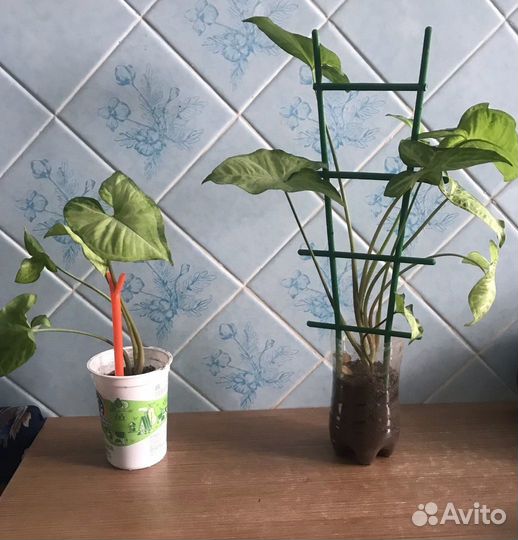 Сингониум