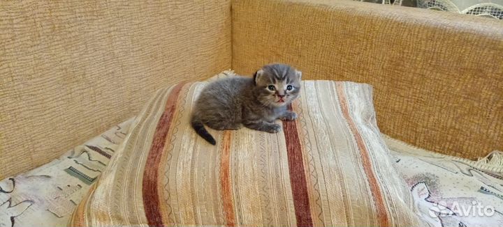 Шотландская вислоухая кошка