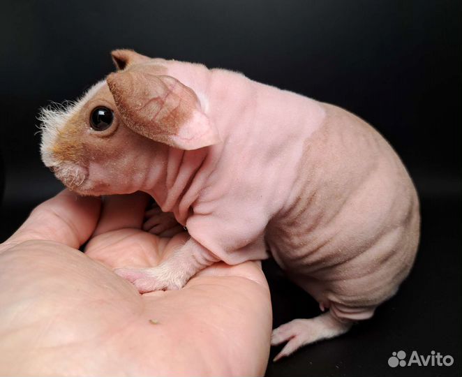 Девочка скинни свинка