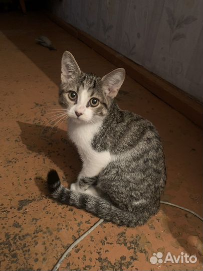 Котенок