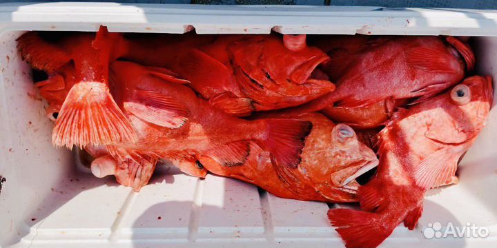 Морские прогулки на катере