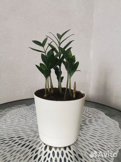 Замиокулькас