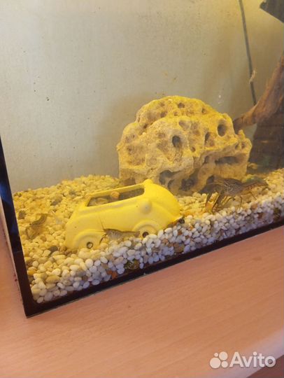 Аквариум с раками