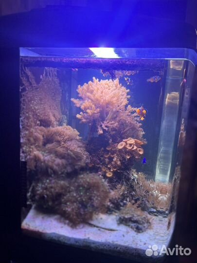 Морской аквариум с рыбками