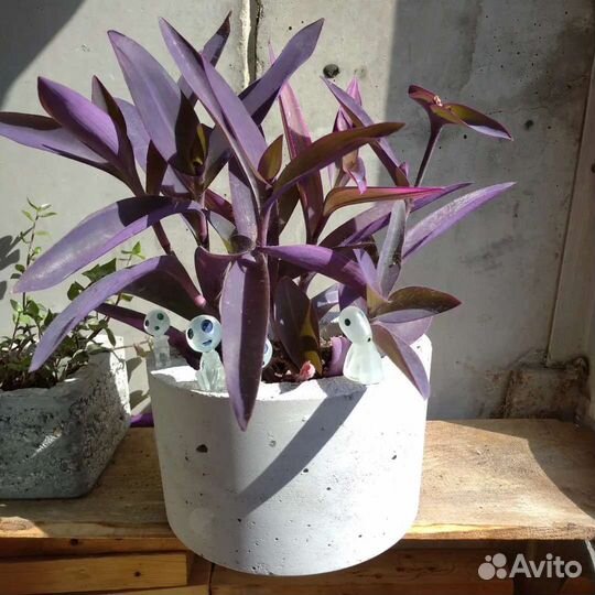 Традесканции и коллизии в бетонных горшках