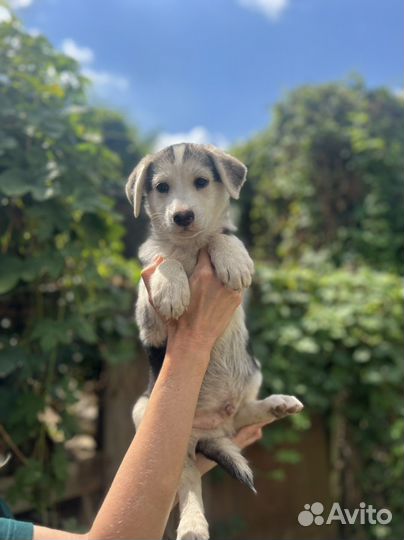 Щенок в добрые руки бесплатно