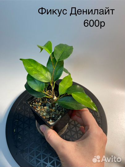 Продам фикусы