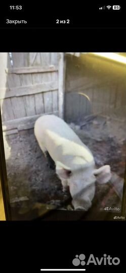 Домашние животные