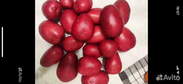 Картофель бюджетный оптом