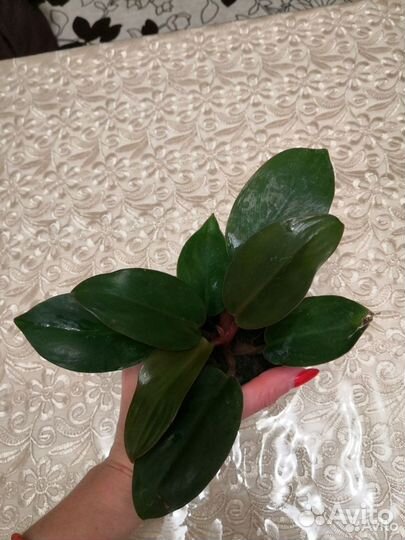 Филодендрон пурпл Конго