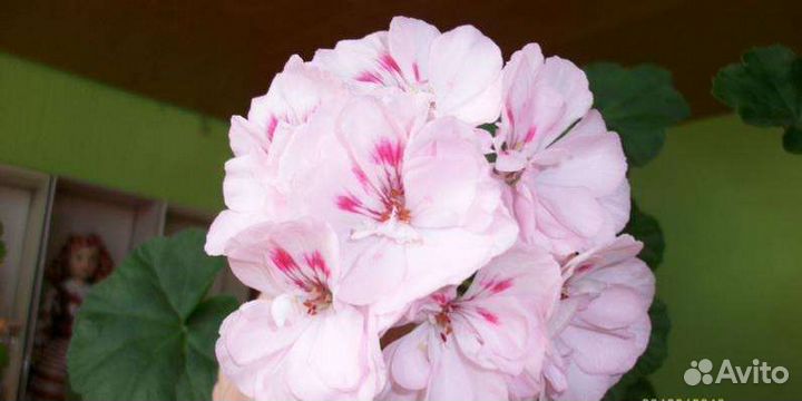 Пеларгония Millfield Gem