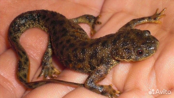 Тритон испанский (иглистый)