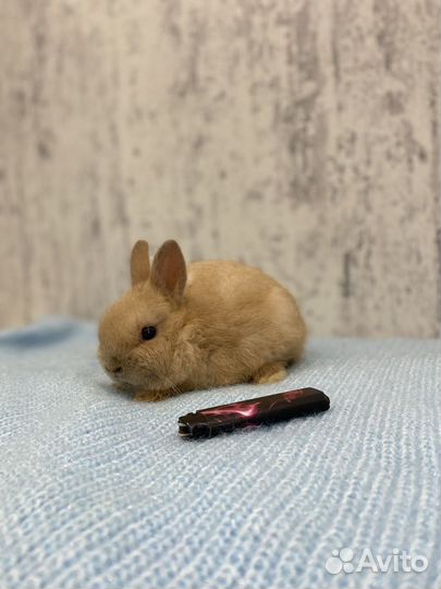 Карликовый кролик минор