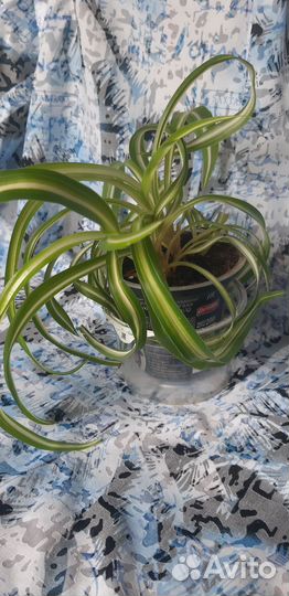 Цветы комнатные