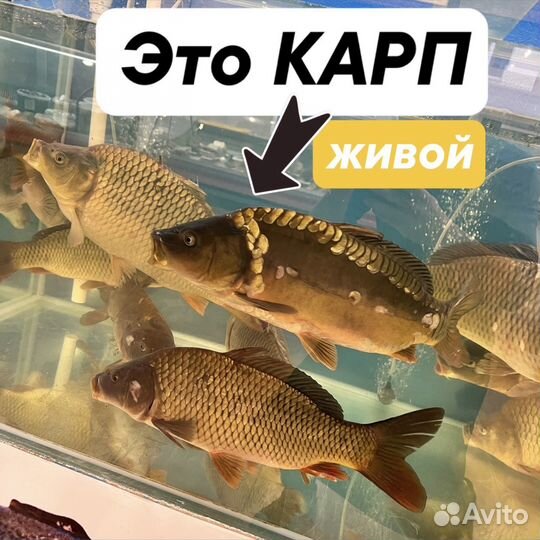 Живая рыба / живой Карп