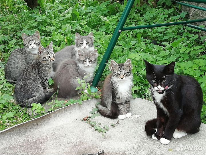 Котята в добрые руки бесплатно
