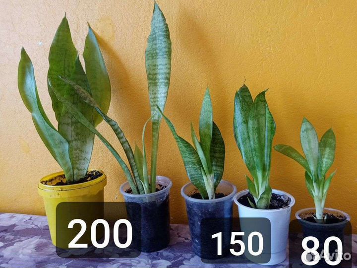 Сансевиерия