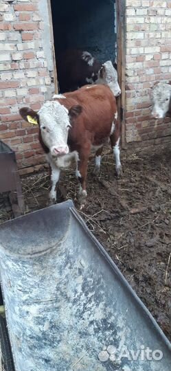 Телята бычки