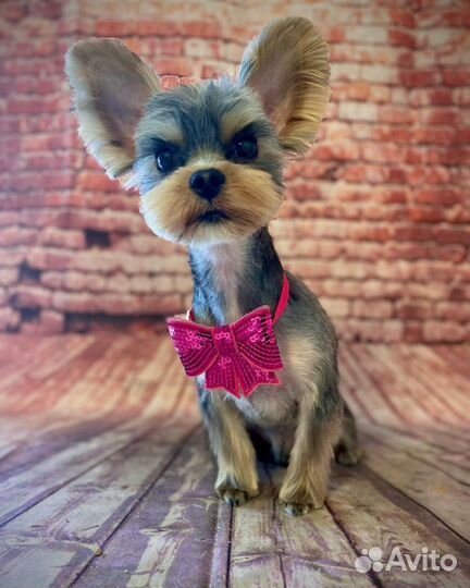 Стрижка собак и кошек