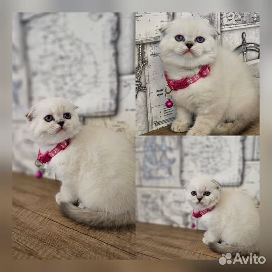 Шотландские котята