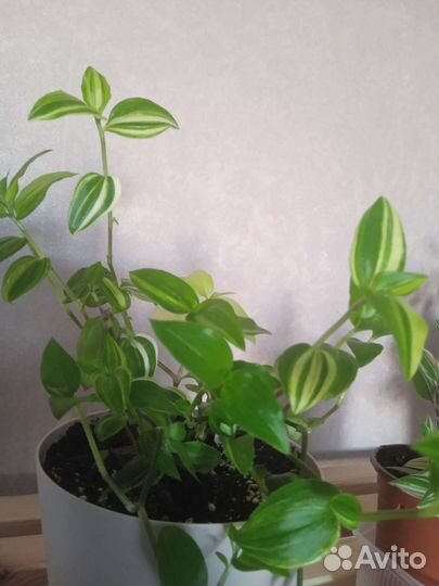 Традесканции разных сортов