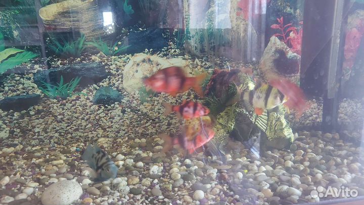 Аквариум с рыбками