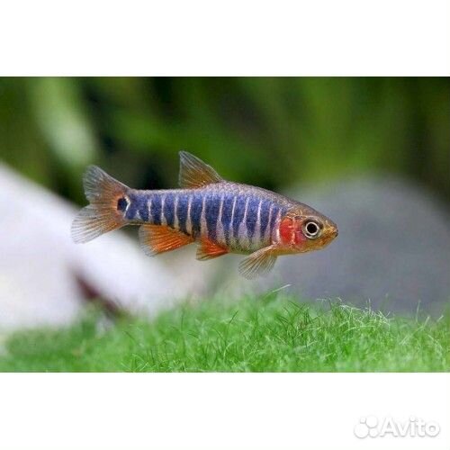 Микрорасбора эритромикрон