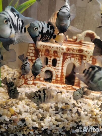 Панды-попугаи рыбки