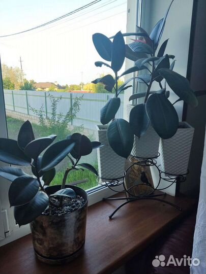 Фикус каучуконосный