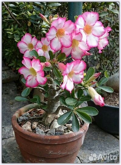 Адениум Обесум