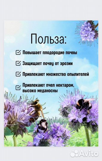 Семена фацелии