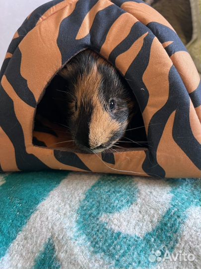 Морская свинка Мальчик ищет девочку для секса