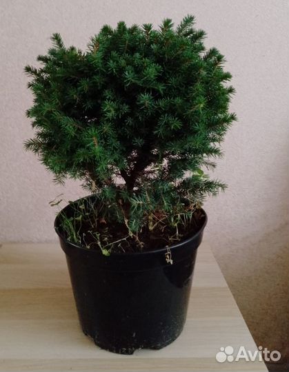 Ель декоративная