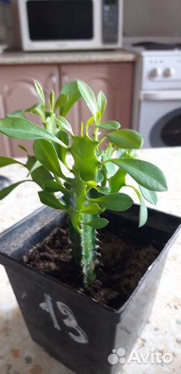 Молочай трехгранный