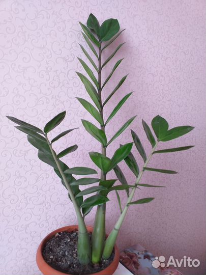 Замиокулькас