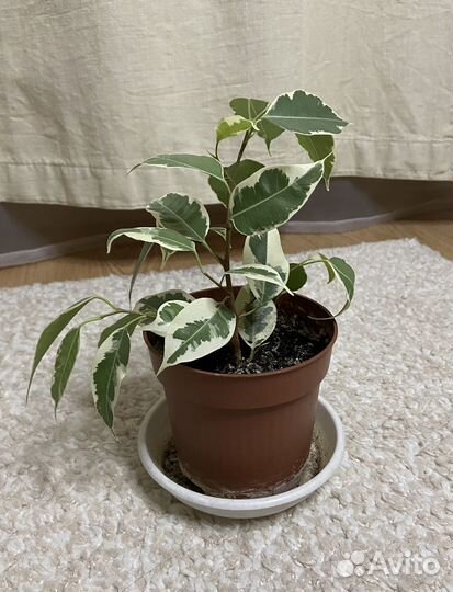 Фикус бенджамина