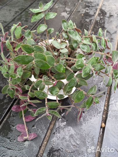 Комнатные растения цветы