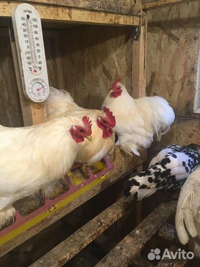 Петушки кохинхины карлик