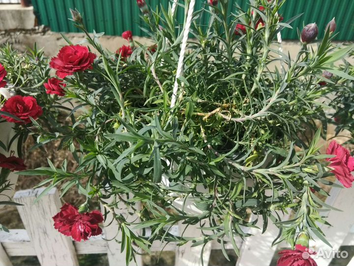 Гвоздика ампельная многолетняя