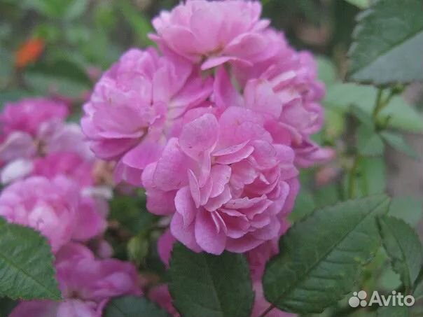 Китайские розы 