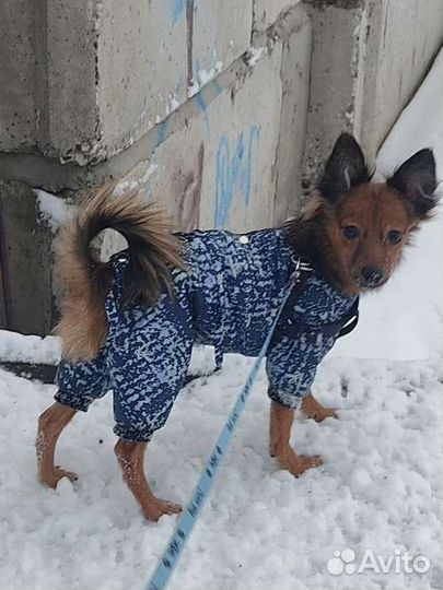 Комбезы на маленькую собаку