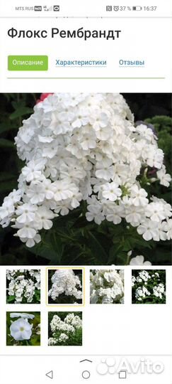 Флоксы сортовые