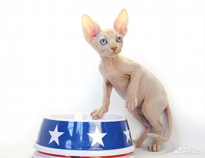 Бенедикт - он же Бенечка, Беня, Беняша, Бэн