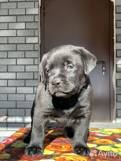 Лабрадор ретривер