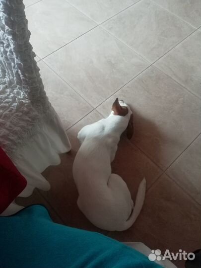 Верный друг в добрые руки