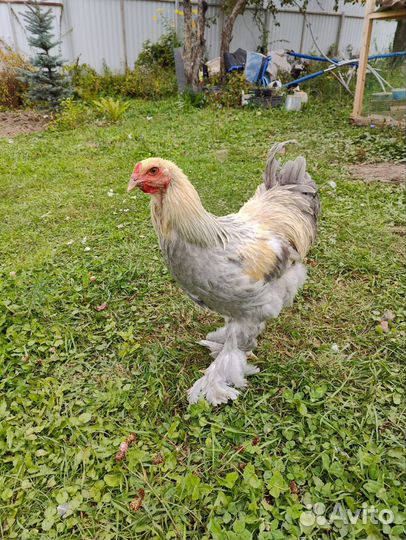 Петухи Брама Изабелла 8 мес